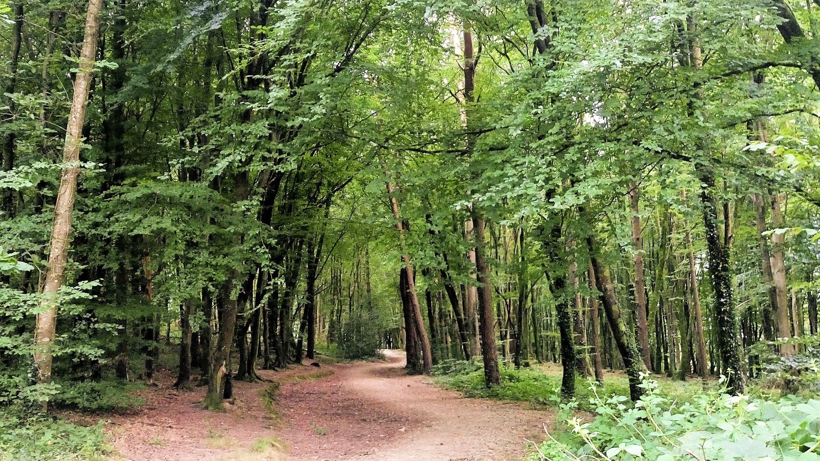 Miles of tracks through ancient woodlands.